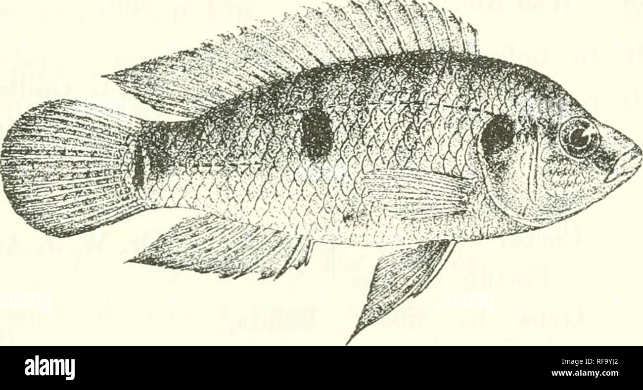 . Catalogue of the fresh-water fishes of Africa in the British Museum (Natural History). Fishes; Freshwater animals. HEMICHKOMIS. 431 Hemicliromis guUatus, Giintli. Cat. t. c.-p. 275. Hemicliromis letourneuxli, Sauv. Bull. Soc. Philom. (7) iv. 1880, p. 212. Hemicliromis saliarcc, Sauv. t. c. p. 220 ; Rolland, Kev. Scieutif. (4) ii. 1904, p. 418, fig. Hemicliromis rolaiidi, Sauv. op. cit. v. 1881, p. 103 ; Rolland, 1. c. Depth of body 2 to 3 times in total length, length of head 2| to 3J times. Head l-J to 2 times as long as broad ; snout with straight or convex upper profile, a's long as or a Stock Photo