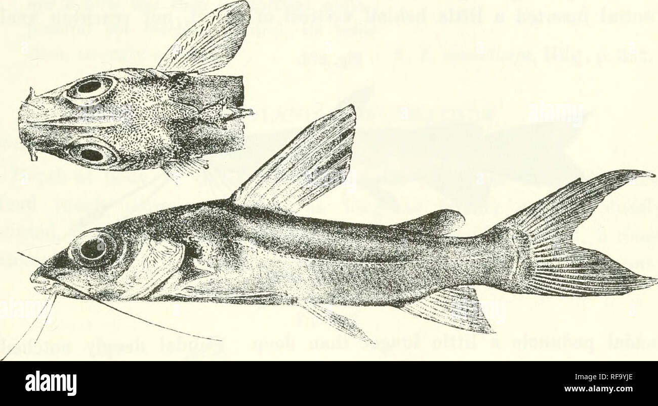 . Catalogue of the fresh-water fishes of Africa in the British Museum (Natural History). Fishes; Freshwater animals. GEPHYllOGLANIS.—THYLLONEMUS. 349 times as long- as deep. Brownish above, white beneath ; a blackish spot behind the gill-cover, fins blackish at the end. Total length 140 inillim. Upper Congo.—Type in Congo Museum, Tervueren. Fig. 270.. 1. One of the tyi)es. 2. Hor. Gep7ii/ro(/lanis lonfi'ipinnis. Type (A. M. C). f. Stanley Pool. Upper Congo; 31. P. Delhez (('.). Brussels l/niversitv 18. PHYLLONEMUS. Bouleng. Tr. Zool. Soc. xvii. IDOG, p. 552. Like Chri/sichtht/s, but without na Stock Photo
