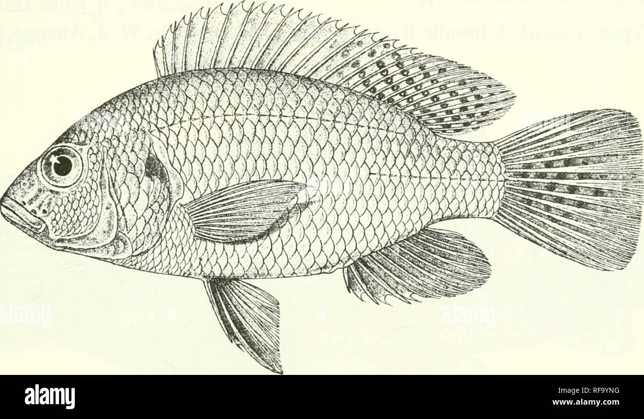 . Catalogue of the fresh-water fishes of Africa in the British Museum (Natural History). Fishes; Freshwater animals. PELMATOCHROMrS. 409 yellowish beneath ; a dark opercular spot; dorsal and caudal with round dark spots, which may be replaced by rings. Total length 110 millim. Angola.—'I'ype in Lisbon Museum. 1-2. Hot. &amp; v&gt;&gt;-. PonantT Knina. Mossamedos. Dr. AV. J. Ansoroe (C). Tirr. 278.. I'ehnalochroinis angolensis. Pouan&lt;i- Kuina. 24. PELMATOCHROMIS MULTIOCELLATUS. Bouleng. Ann. &amp; Mag. N. H. (8) xii. 1913, p. 484. Depth of body equal to length of head, which is 2f times in t Stock Photo