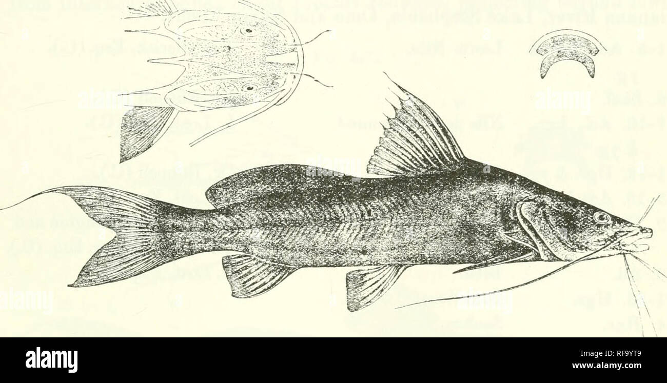 . Catalogue of the fresh-water fishes of Africa in the British Museum (Natural History). Fishes; Freshwater animals. BAGKUS. 309 Bar/rus docnia;, Tviipp. Besclir. n. Fisclie Nil, p. 5 (1821)); (!uv. &amp;Val. Hist. Poiss. xiv. p. 404 (1839); Giinth. Cat. Fish. v. p. 70 (18G4), and Petlierick's Truv. ii. p. 228 (18G9); Vineig. Ann. Mus. Geneva, (2) xix. 1898, p. 245; Bouleng-. Fish. Nile, p. 2;57, pi. Iviii. (1907). Depth of body 4 to 5J times in total length, length of head 3j to 4 times. Head much depressed, 1^^ to If times as long as broad, smooth above; occipital process long and narrow, in Stock Photo