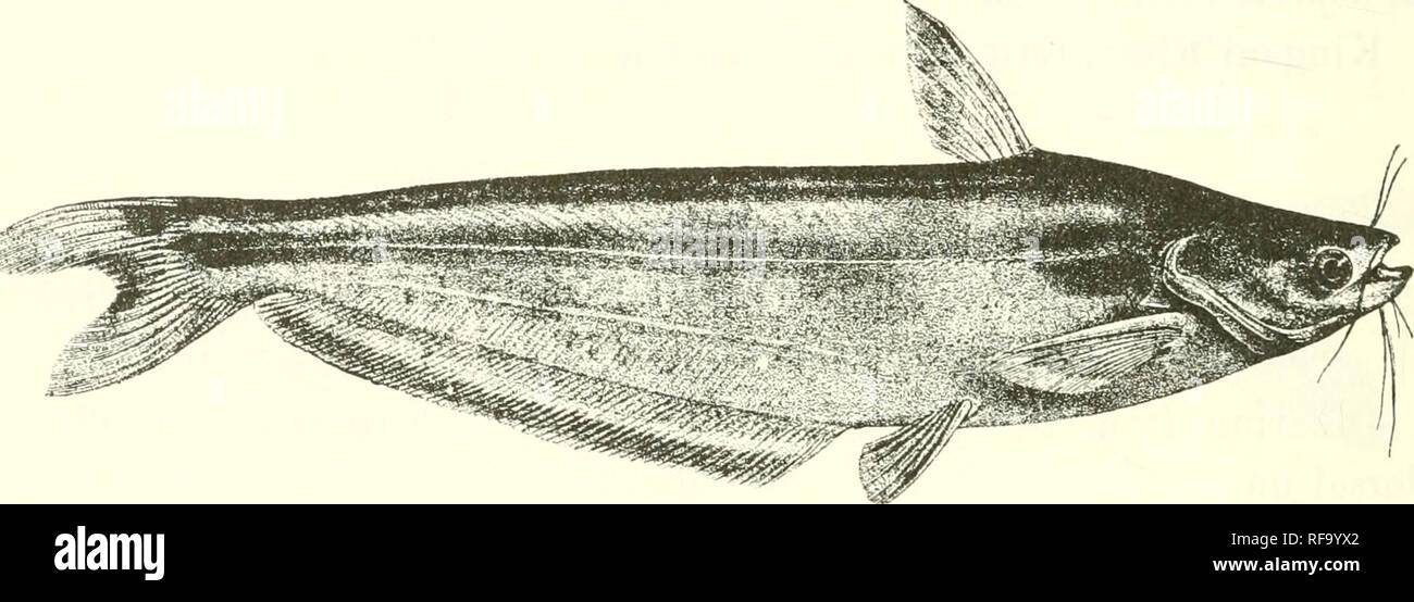 . Catalogue of the fresh-water fishes of Africa in the British Museum (Natural History). Fishes; Freshwater animals. 294 SILURID^. Schilbe senegalensis, var. fasciaia, Steiiul. Sitzb. Ak. Wicn, Ix. i. 1872, p. 983, pi. vi. figs. 1 &amp; 2. ? Schilbe houvieri, Roehebr. Bull. Soc. Philom. (7) ix. 1885, p. 95. Depth of body 3 to 5 times in total length, length of head 4^ to 51 times. Head 1^ to IJ times as long as broad ; snout broad, lower jaw slightly projecting, as long as eye in the young, 1^ to If times in the adult; eye perfectly lateral, 3 (young) to 6 times in length of head, 1^ (young) t Stock Photo