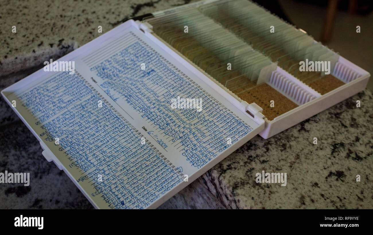 A photo of a white cardboard box with beautifully organized microscope slides aka scientific samples (plant tissues and animal tissues). Stock Photo