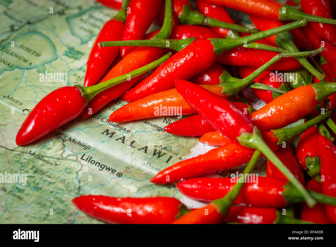 Bird's eye chili, Capsicum annuum, also known as piri piri is a common element in cuisine from Malawi. Stock Photo