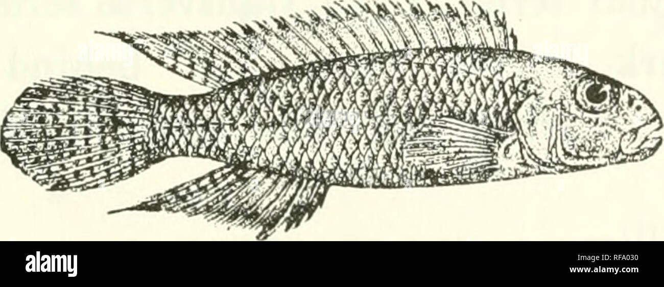 . Catalogue of the fresh-water fishes of Africa in the British Museum (Natural History). Fishes; Freshwater animals. NANNOCHROMIS. 12. NANNOCHROMIS. Pseudopleslops (non Bleek.), Bouleng. Ann. Mus. Congo, Zool. i. p. 121 (1899), and Pois?. Bass. Congo, p. 431 (1001). JSanochromis, Pellegr. Mem. Soc. Zool. France, xvi. 1904, p. 273. Distinguished from Farat'da^ia by the position of the upper lateral line, which is much higher up, nearly the whole, or at least a con- siderable part, of its course running along the series of scales contiguous to the base of the dorsal fin. Scales cycloid. Congo. S Stock Photo