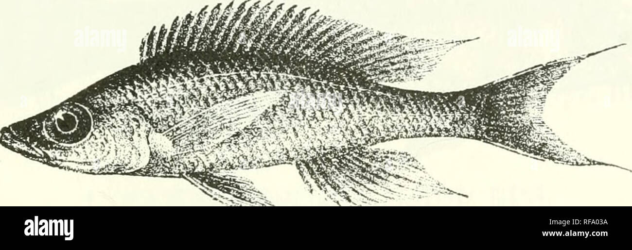 . Catalogue of the fresh-water fishes of Africa in the British Museum (Natural History). Fishes; Freshwater animals. PARATILAPIA. o i ) 52. PARATILAPIA NIGIUPINNJS. Bouleng. Ann. &amp; Mag. N. H. (7) vii. IDOl, p. :5, Poiss. Bass. (V)noo,p. 428 (PJOl), and Tr. Zool. Soc. xvi. IDOl, p. i:)2, pi. xix. fig. 1 ; Pollcgr. Mem. Soc. Zool. France, xvi. 1904, p. 272. Depth of body 4 times in total length, length of head 3 to 3J times. Head 2J times as long as broad, with slightly concave upper profile ; snout obtusely pointed, as long as broad, shorter than postocular part of head, as long as eye, whi Stock Photo