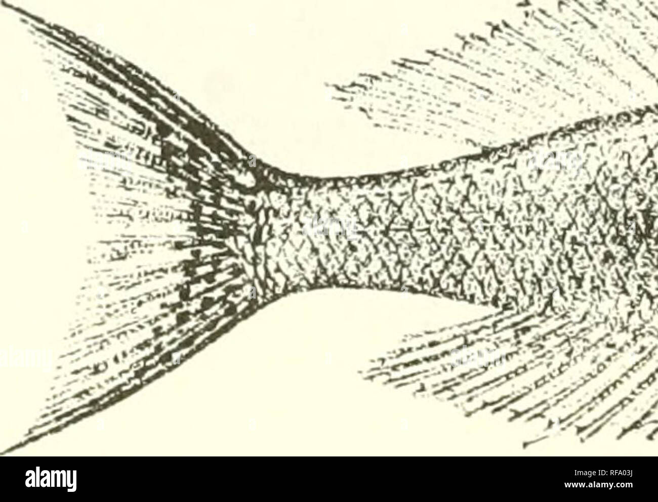 . Catalogue of the fresh-water fishes of Africa in the British Museum (Natural History). Fishes; Freshwater animals. 372 CICHLID.E. 51. PARATILAPIA LEPTOSOMA. Bouleng. Tr. Zool. Soc. xv. 1898, p. 14, pi. iii. fig. 4, and Poiss. Bass. Congo, p. 427 (1901) ; Pellegr. Mem. Soc. Zool. France, xvi. 1904, p. 271. Depth of body 4 to 4^ times in total length, length of head 3 to 3^ times. Head 2^ to 2^ times as long as broad, with straight or slightly concave upper profile; snout obtusely pointed, as long as broad, shorter than postocular part of head, as long as or a little longer than eye, which is  Stock Photo