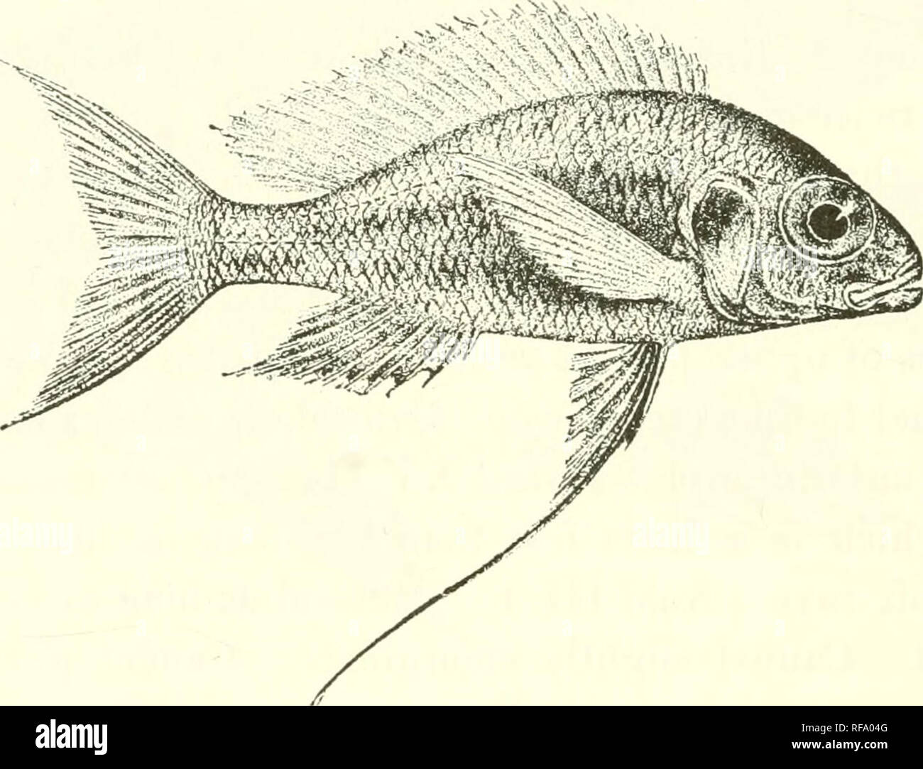. Catalogue of the fresh-water fishes of Africa in the British Museum ...