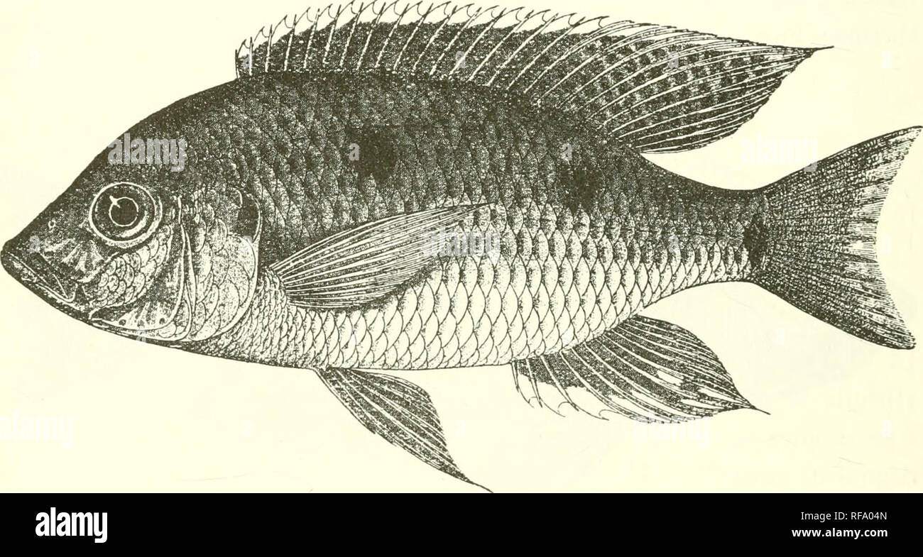 . Catalogue of the fresh-water fishes of Africa in the British Museum (Natural History). Fishes; Freshwater animals. 3G4 CICHLID.E. exceeding praeorbital depth ; moutli not extending to below anterior border of eye; teeth small, in 2 or 3 series, outer largest, 50 to 80 in upper jaw; 2 or 3. series of scales on the cheek, width of scaly part equal to or less than diameter of eye. Gill-rakers rather long, closely set, 23 to 27 on lower part of anterior arch. Dorsal XVI-XVIII 10-12 ; spines increasing in length to the last, which measures ^, or a little less than ^ length of head; longest soft r Stock Photo