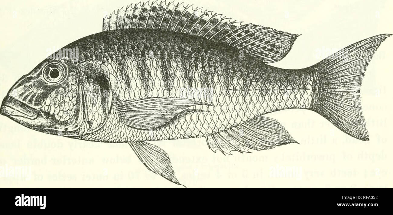 . Catalogue of the fresh-water fishes of Africa in the British Museum (Natural History). Fishes; Freshwater animals. PARATILAPIA. o61 stripe along each side, either from the gill-cover to the base of the caudal or from below the origin of the dorsal, above the lateral line, to the base of the caudal; a blackish spot on each side of the snout and another on the operculum ; fins whitish or greyish, dorsal often with brown spots. Total length 240 millim. Lake Nyassa and Upper Shire River. 1. Skin, type. 2. Skin, one ol:&quot; the types o£ C lateristriya, 3. Ad. 4. Skel. 5-6. Ad. 7. Ad. L. Nyassa. Stock Photo
