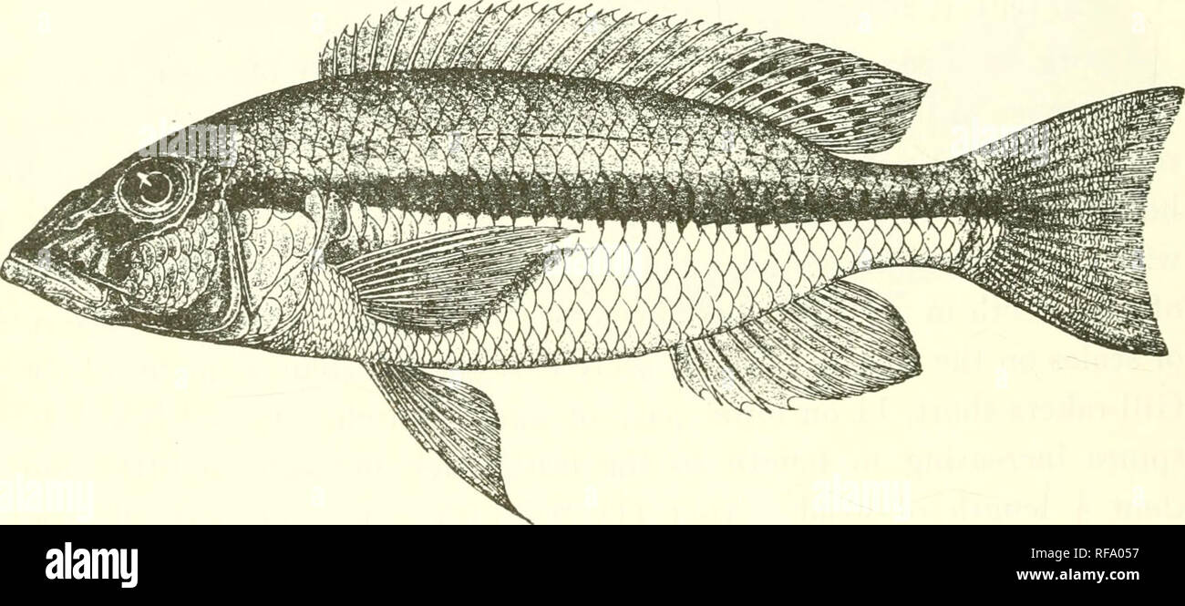 . Catalogue of the fresh-water fishes of Africa in the British Museum (Natural History). Fishes; Freshwater animals. 300 CICHLID.E. 41. PAUATILAPIA DIMIDIATA. Chromis lateristriga, part., Giinth. Proc. Zool. Soc. 1864, p. 312. ITemichromis dimidiatus, Giinth. t. c. p. 313. Paratilapia dimUiiata, Boulontr. Proc. Zool. Soc. 1898, p. 145 ; Pellegr. Mem. Soc. Zool. France, xvi, 1904, p. 2(34. Depth of body 3 to 3J times in total length, length of head 2f to 3 times. Head 2 to 2^ times as long as broad, with straight or slightly curved upper profile; lower jaw projecting; snout rounded, as long as Stock Photo
