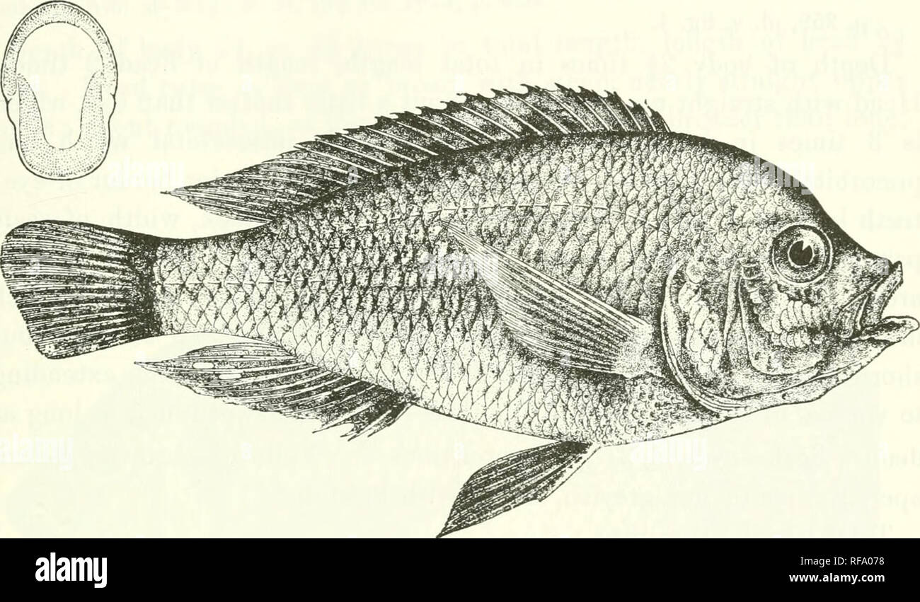 . Catalogue of the fresh-water fishes of Africa in the British Museum (Natural History). Fishes; Freshwater animals. PAUATILAPIA. 349 30. PARATILAPIA POLYODOX. Bouleng. Ann. Mus. Genova, (3) iv. 1909, p. 306, fig., and v. 1911, p. 6S. l^epth of body 2^ times in total length, length of liead 3 times. Head nearly twice as long as broad ; snout with concave upper profile, broader than long, slightly longer than eye, which is 4 times in length of head, 1^ times in iuterorbital width, and exceeds prseorbital depth ; mouth oblique, with thick lips, extending to below anterior border of Fiff. 236. Pa Stock Photo