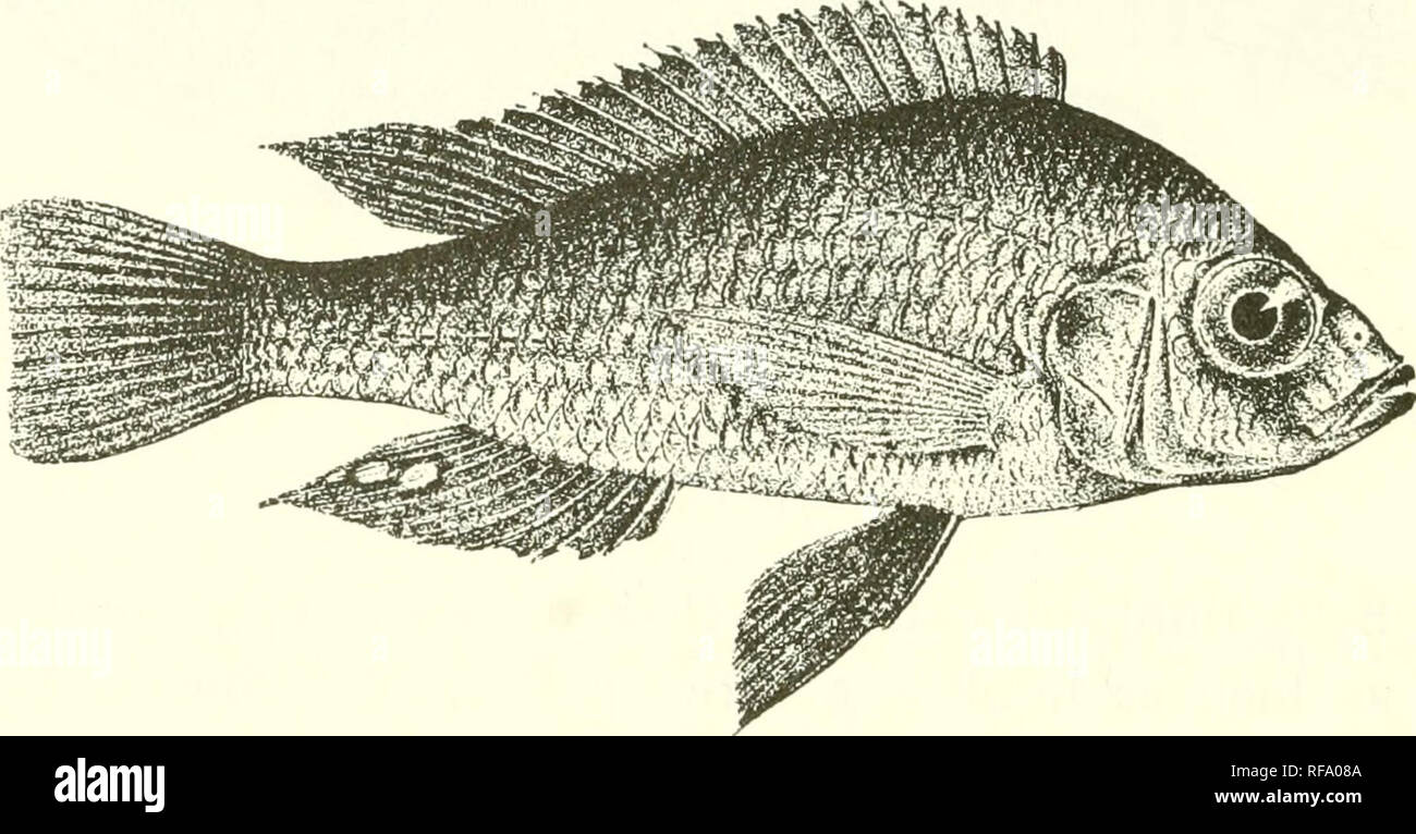 . Catalogue of the fresh-water fishes of Africa in the British Museum (Natural History). Fishes; Freshwater animals. 344 CICHLID.E. 2G. PARATILAPIA CINEREA. Boulen^. Ann. &amp; Mag. N. H. (7) xvii. 190G, p. 439, and Fish. Nile, p. 478, pi. Ixxxvi. fig. 4 (1907). Depth of body a little greater than length of head, 3 times in total length. Head 2^ times as long as broad ; snout as long as broad, deeper than long, with steep oblique upper profile, a little shorter than eye, which is 3 times in length of head, equals interorbital width and twice praeorbital depth; mouth slightly oblique, extending Stock Photo