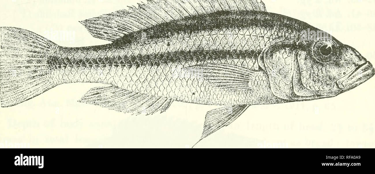 . Catalogue of the fresh-water fishes of Africa in the British Museum (Natural History). Fishes; Freshwater animals. PARATILAPIA. o o r 000 times in interorbital width, and not less than depth of prseorbital; mouth extending to below anterior border of eye; teeth in 4 to 6 series, the outer, in the adult, large, unicuspid, and curved, the others small and all unicuspid or tricuspid, or a part unicuspid and a part tricuspid; in the young, outer teeth bicuspid, inner tricuspid; 5 to 5 series of scales on the cheek, width of scaly part equal to or a little greater than diameter of eye. Gill-raker Stock Photo