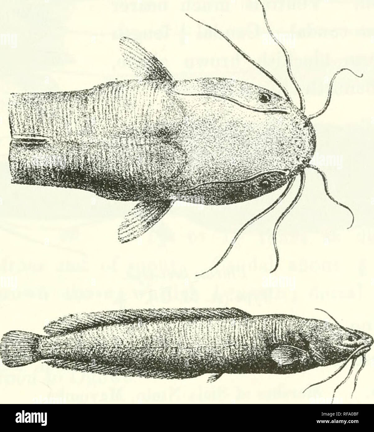 . Catalogue of the fresh-water fishes of Africa in the British Museum (Natural History). Fishes; Freshwater animals. CLARIAS. 247 length of tlie fin. Ventrals much nearer end of snout than caudal. Caudal ^ length of head. Uniform blackish brown. Total length 140 millim. Lake Tanganyika ; Upper Ubanghi. Fig. 204.. 1-2. Types. 3. Ad. Clarias liocephalus. Type (Tr. Z. S. 1898). L. Tanganyika. Banzyville, Ubanghi. Prof. J. E. S. Moore (C. Capt. Royaux (C). 17. CLARIAS BREVICEPS. Bouleng. Ann. Mus. Congo, Zool. i. p. 135, pi. xlviii. fig. 6 (1900), Poiss. Bass. Congo, p. 258, pi. xiii. fig. 1 (1901 Stock Photo