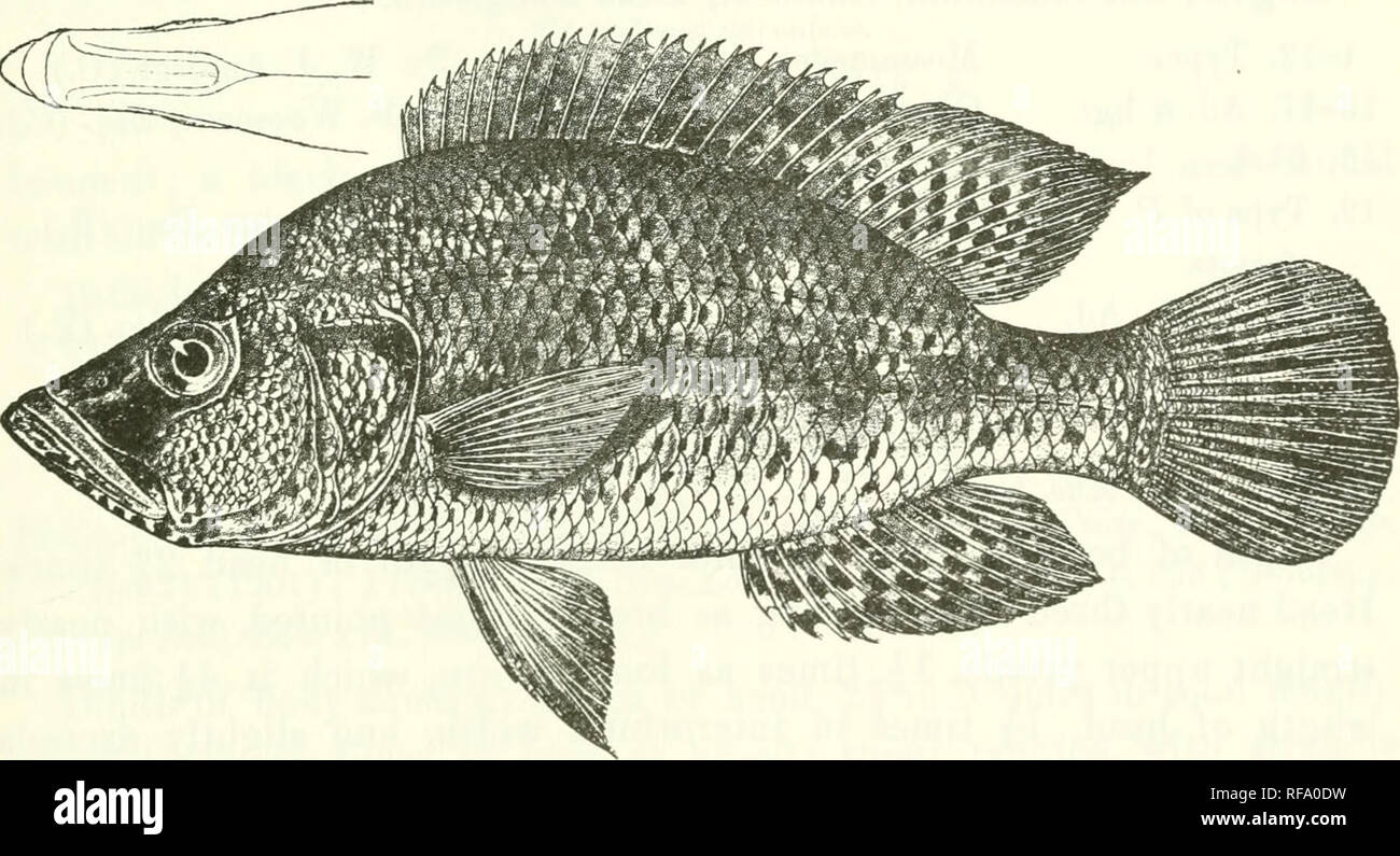 . Catalogue of the fresh-water fishes of Africa in the British Museum (Natural History). Fishes; Freshwater animals. Famtilapia angusticeps, male. Okovango R. (Tr. Z. 8. 1911). Fisr. 214.. Paratilapia angusticeps, female. Type of P. Ji-afuensis, Kafue E. ^- than interorbital width or least depth of prseorbital; mouth very pro- tractile, extending to below anterior border or anterior fourth of eye;. Please note that these images are extracted from scanned page images that may have been digitally enhanced for readability - coloration and appearance of these illustrations may not perfectly resemb Stock Photo