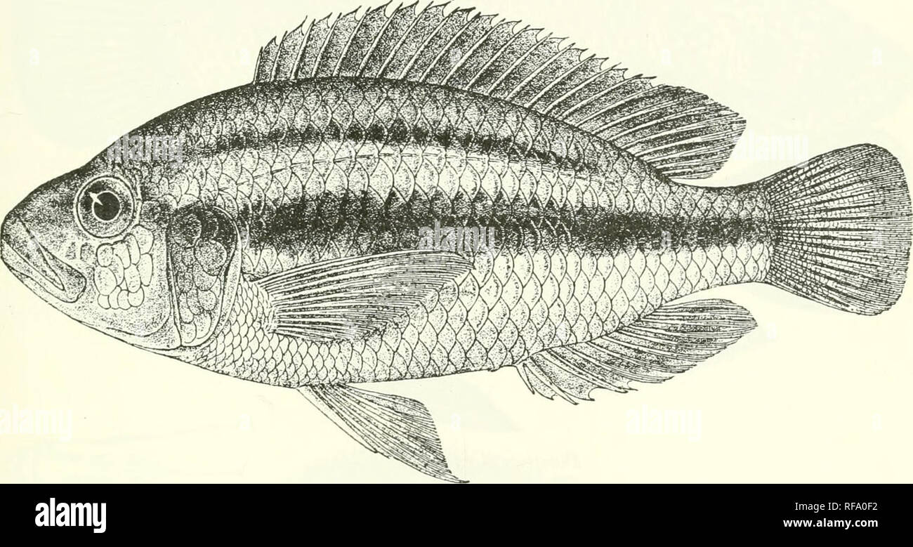 . Catalogue of the fresh-water fishes of Africa in the British Museum (Natural History). Fishes; Freshwater animals. PAEATILAPIA. 119 lines qzy2' Brown above, yellowish below ; two dark brown stripes on each side, the upper above the upper lateral line, the lower wider and extending from the eye to the caudal fin; dorsal, caudal, and pectoral brownish, other fins yellowish. Total length 150 millim. Lake Victoria and Victoria Nile.—Type in Genoa Museum. 1. Ad. L.Victoria. Dr. E. Bayou (C.) ; Genoa Museum (P.). Fig. 211.. Paratilapia (jestri. Type (Ann. Mus. Gen. 1911). 5. PARATILAPIA LONGIMANUS Stock Photo