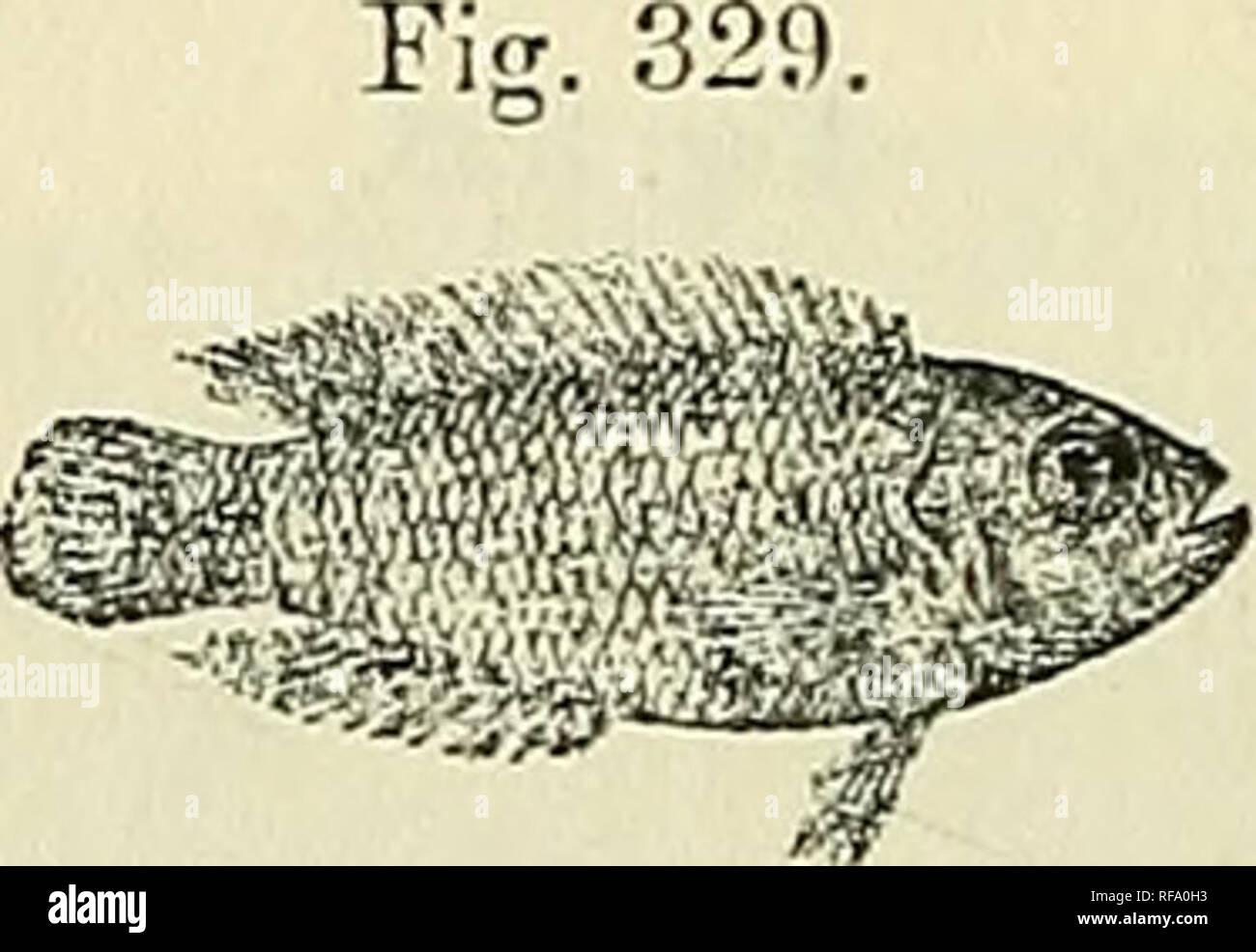 . Catalogue of the fresh-water fishes of Africa in the British Museum (Natural History). British Museum (Natural History); Fishes; Freshwater animals. 478 CICHLID.E. 20. LAMPROLOGUS BRBVIS. Bouleng. Ann. Mus. Congo, Zool. i. p. 115, pi. xliv. fig. 2 (1899), and Poiss. Bass. Congo, p. 405 (1901) ; Pellegr. Mem. Soc. Zool. France, xvi. 1904, p. 294; Bouleng. Tr. Zool. Soc. xvii. 190G, p. 561. Depth of body 2|- to 3 times in total length, length of head 3 times. Head twice as long as broad; snout as long as or shorter than eye, which is 2| to 3 times in length of head and equals interorbital widt Stock Photo