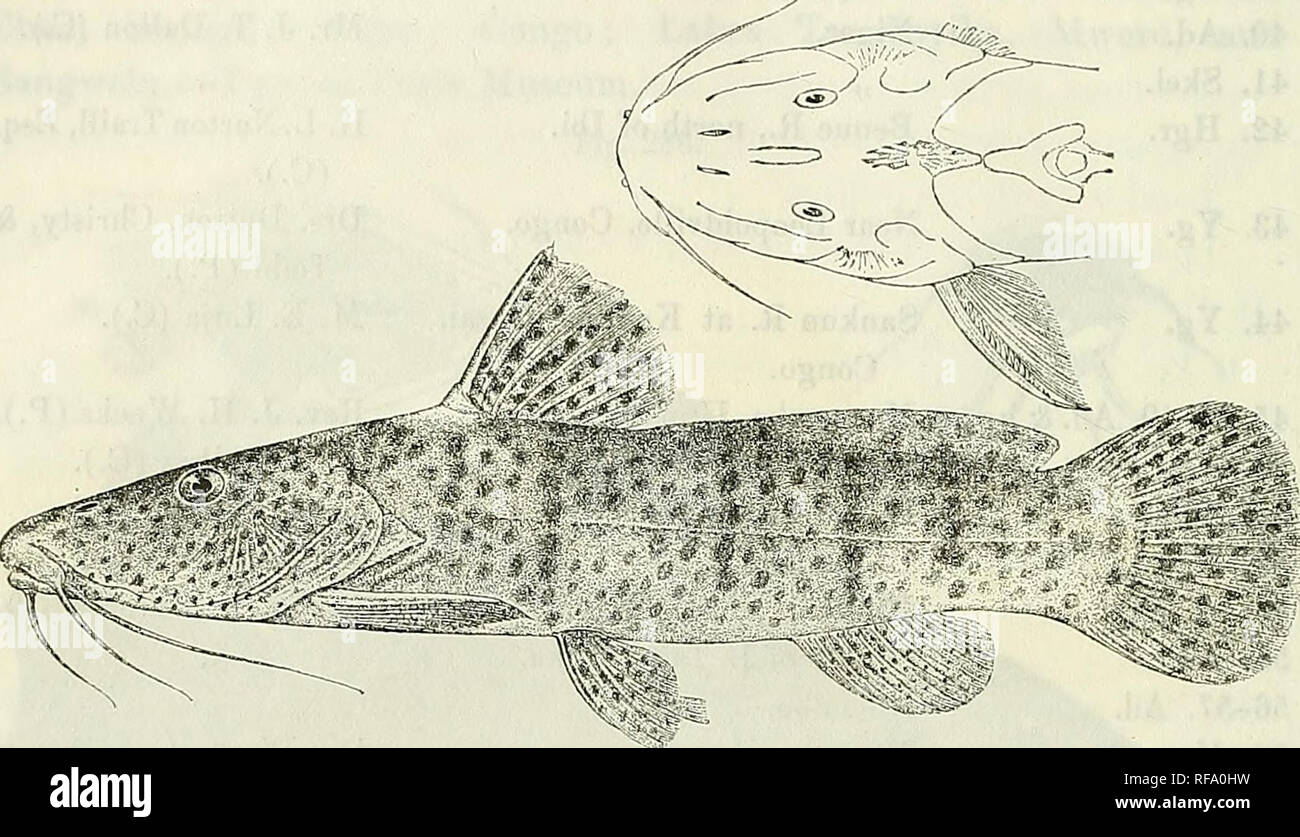 . Catalogue of the fresh-water fishes of Africa in the British Museum (Natural History). British Museum (Natural History); Fishes; Freshwater animals. 372 SILUEID^E. Total length 220 raillira. Lake Ngami district, Bechuanaland. Fig. 2S7.. 1. Type. Auchenoc/limis nr/amemis. Type. Â§. Okovango R., near L. Ngarai. R. B. Woosnam, Esq. (C). 4. AUCHENOGLANIS ALTIPINNIS, sp. n. Depth of body 4Â§ times in total length, length of head 3f times. Head moderately depressed, 1-g- times as long as broad, upper surface smooth ; operculum with radiating striae; occipital process small, longer than broad, in c Stock Photo