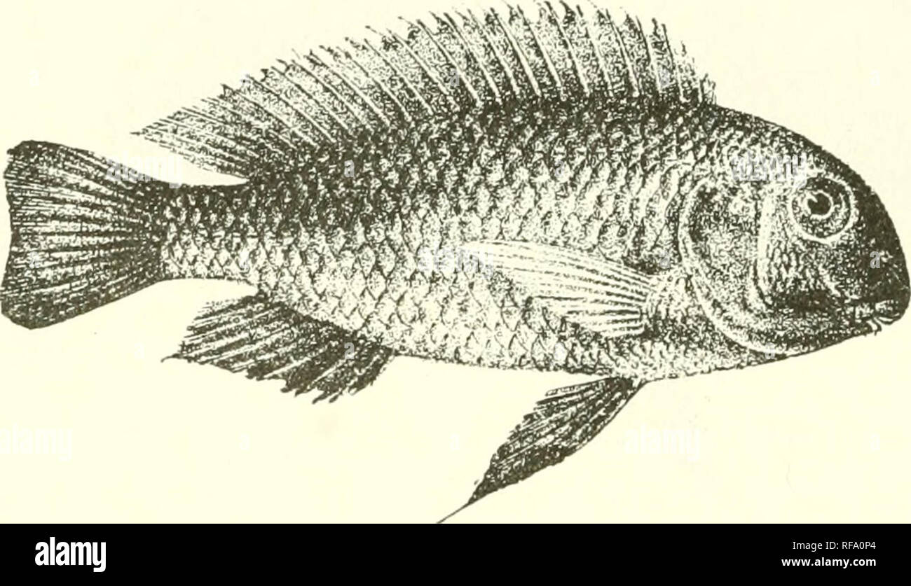 . Catalogue of the fresh-water fishes of Africa in the British Museum (Natural History). Fishes; Freshwater animals. &lt;8 CICHLID^.. 2. TROPHEUS ANNECTENS. Bouleng. Ann. Mus. Congo, Zool. i. p. 148,.pi. lii. fig. 2 (1900), and Poiss. Bass. Congo, p. 450 (1901) ; Pellegr. M6m. Soc. Zool. France, xvi. 1904, p. 306. Depth of body 2| to 2f times in total length, length of head 3J to 3^ times. Head massive, rounded, not twice as long as broad; snout broader than long, with convex upper profile; eye 3J times in length of head, 1| times in interorbital width; mouth with thick upper lip, extending to Stock Photo