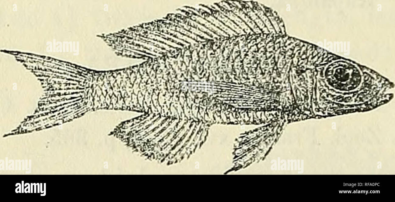 . Catalogue of the fresh-water fishes of Africa in the British Museum ...