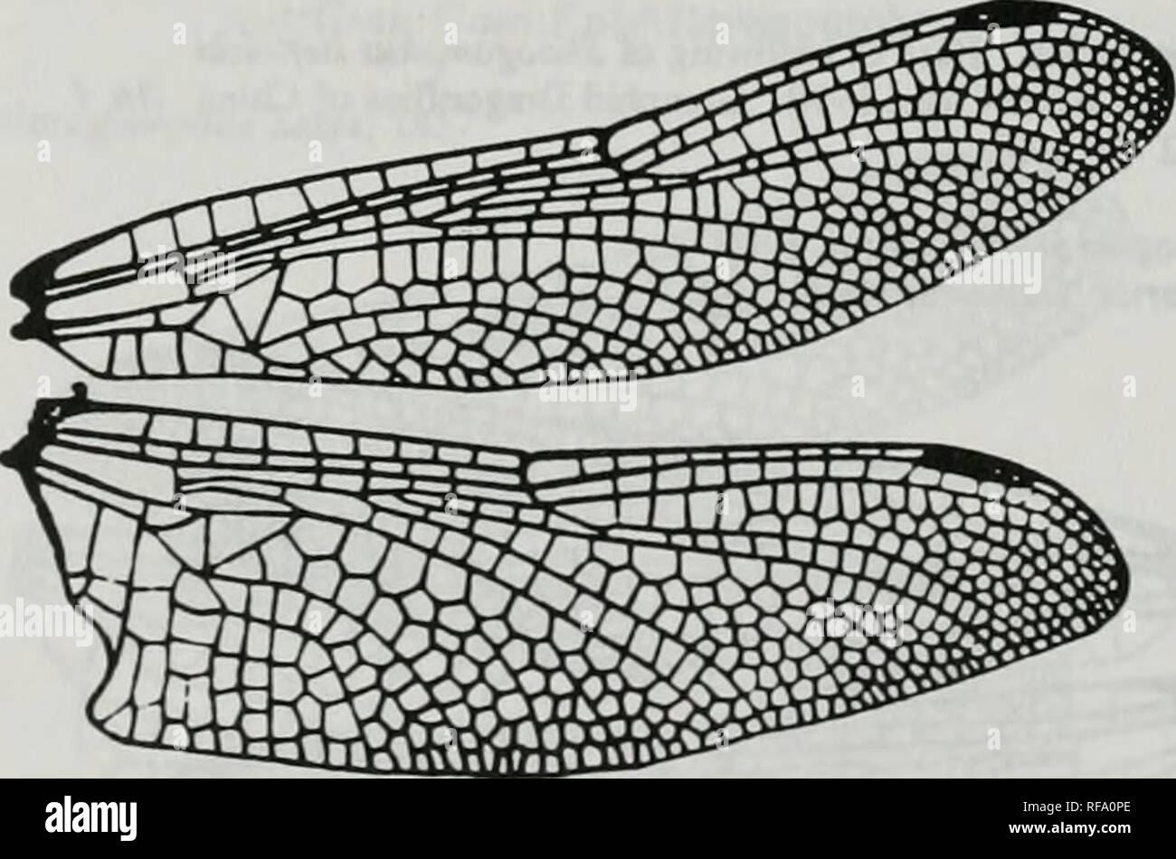 . Catalogue of the family-group, genus-group and species-group names of the Odonata of the world. Odonata; Odonata; Dragonflies; Dragonflies; Damselflies; Damselflies. Figure 542. Wings of Gomphurus dilalatus Rambur. After Belyshev &amp;. Hariionov, 1978. Determiner of Dragonflies :89, f 39-1 [b06951 Gomphus [LeadiJ. [1815]. Figure 543. Wings of Gomphus vulgatissima Linnaeus. After Belyshev &amp; Hariionov, 1978. Determiner of Dragonflies :77, f 27-1 [b0695]. Please note that these images are extracted from scanned page images that may have been digitally enhanced for readability - coloration  Stock Photo