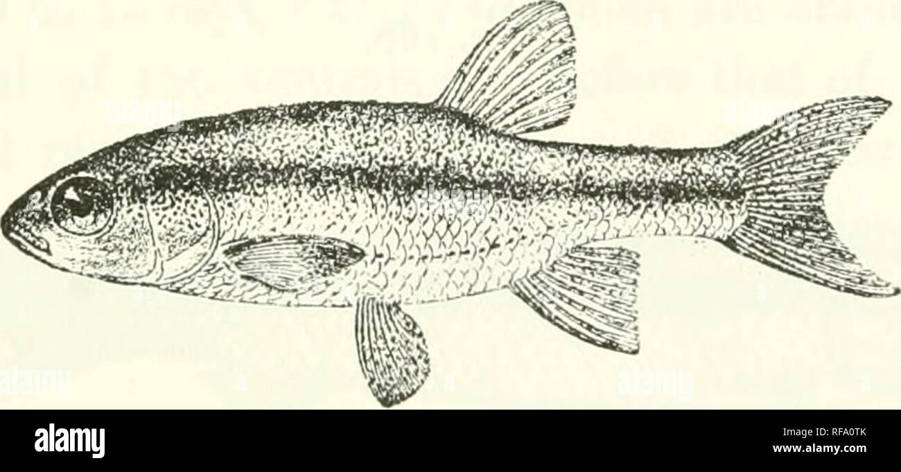. Catalogue of the fresh-water fishes of Africa in the British Museum (Natural History). Fishes; Freshwater animals. Total length 75 millim. Leucisnis callensis. Type. Northern Algeria and North-Western Tunisia.—Types in Paris Museum. 1. One of the La Calle, Algeria. M. Guichenot (C.) ; types. Paris Museum (E.). 2-5. Ad. Algeria. Sir L. Playfair (P.). G-8. Ad. &amp; hgr. Wed Abdallah, N. W. Tunisia. Yicomte H. de Chaignon (C.); Paris-Museum (E.). 9-10. Ad. &amp; Wed Amor, N.W. Tunisia. M. H. Gadeau de Kerville hgr. (C.) ; Paris Museum (E.). 2. LEUCISCUS CHAIGNONI. Leuciscus {Phoxinellns) chaic Stock Photo