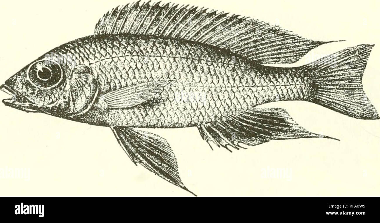 . Catalogue of the fresh-water fishes of Africa in the British Museum (Natural History). Fishes; Freshwater animals. 2G4 CICHLID.E. 92. TILAPIA TREMATOCEPHALA. Bouleng. Ann. &amp; Mixer. N. ^I. (7) vii. 1901, p. 4, Poiss. Bass. Congo, p. 475 (1901), and Tr. Zool. Soc. xvi. 1901, p. 157, pi. xix. fig. 6 ; Pellegr. Mem. Soc. Zool. France, xvi. 1904, p. 334. Depth of body equal to length of head, 3 J times in total length. Head a little over twice as long as broad ; snout rounded, with slightly convex upper profile, as long as broad, as long as postocular part of head; eye 3 times in lengt?i of h Stock Photo