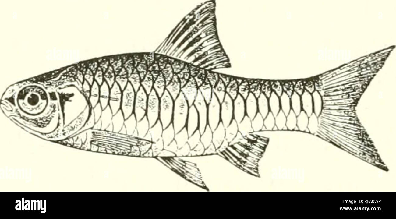 . Catalogue of the fresh-water fishes of Africa in the British Museum (Natural History). Fishes; Freshwater animals. 180 CYPxUNlD.^. 185. BARBUS PUMILUS. Bouleng. Ann. &amp; Mag. N. H. (7) viii. 1901, p. 444, and Fish. Nile, p. 259, pi. xlviii. fig. 2 (1907). Depth of body equal or nearly equal to length of head, about 3 times in total length. Snout rounded, a little shorter than eye, which is o times in length of head and a little less than interorbital width; mouth small, terminal; lips feebly developed; no barbels. Dorsal III 8, equally distant from eye and from caudal, border feebly concav Stock Photo