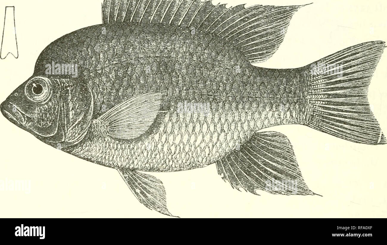 . Catalogue of the fresh-water fishes of Africa in the British Museum ...