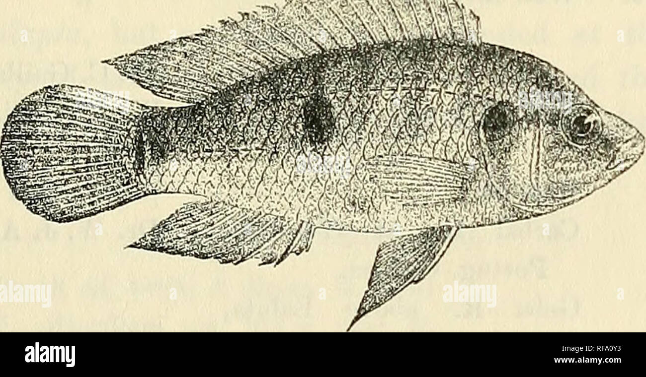 . Catalogue of the fresh-water fishes of Africa in the British Museum (Natural History). British Museum (Natural History); Fishes; Freshwater animals. KEMICHKOMIS. 431 Hemichromis guttatus, Giintli. Cat. t. c. p. 275. Hemichromis letourneuxii, Sauv. Bull. Soc. Philom. (7) iv. 1880, p. 212. Hemichromis saharce, Sauv. t. c. p. 226; Rolland, Eev. ScientiL (4) ii. 1904, p. 418, fig. Hemichromis rolandi, Sauv. op. cit. v. 1881, p. 103 ; Rolland, 1. c. Depth of body 2 to 3 times in total length, length of head 2f to 3^ times. Head lj to 2 times as long as broad ; snout with straight or convex upper Stock Photo