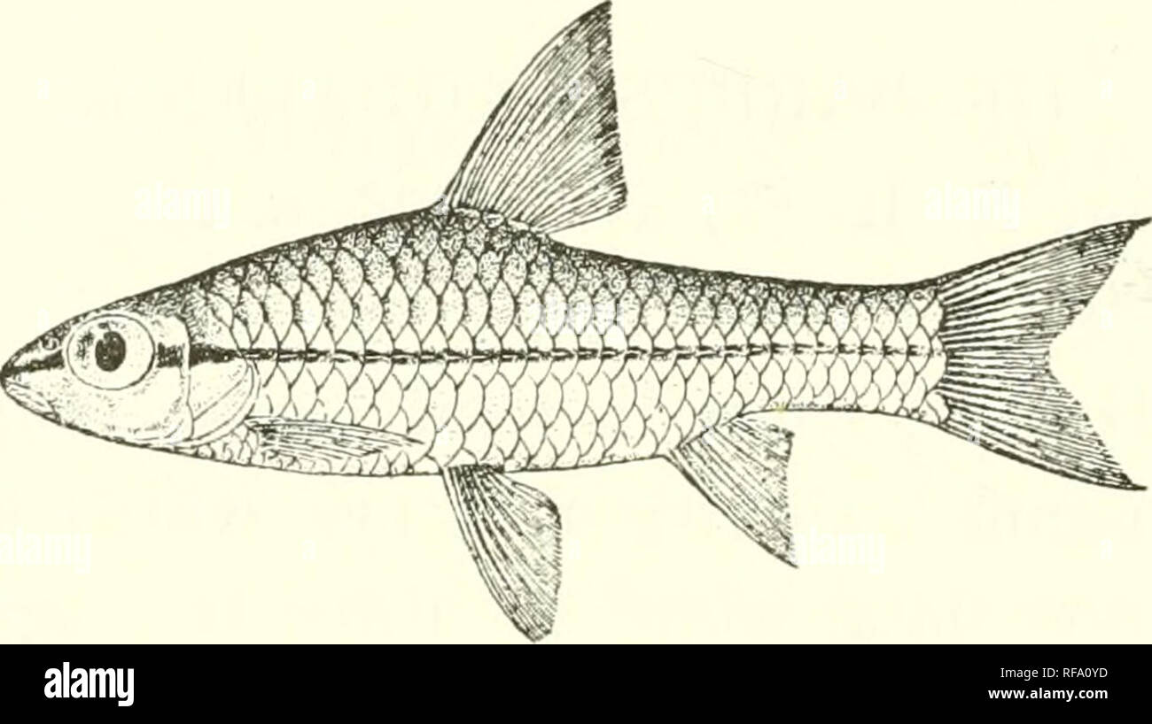 . Catalogue of the fresh-water fishes of Africa in the British Museum (Natural History). Fishes; Freshwater animals. ISC CYPRINID^. 177. BARBUS ROGERSI, sp. n. Depth of body equal to length of head, 3^ times in total length. Snont rounded, shorter than eye, which is 2| times in length of head; interorbital width 3 times in length of head ; mouth very small, inferior; Fig. 158.. Barhns rogersi. Type, Que E. x 1|. lips moderate; barbels absent or a single minute one on each side. Dorsal III 8, equally distant from anterior border of eye and from caudal, border straight; last simple ray not enlar Stock Photo