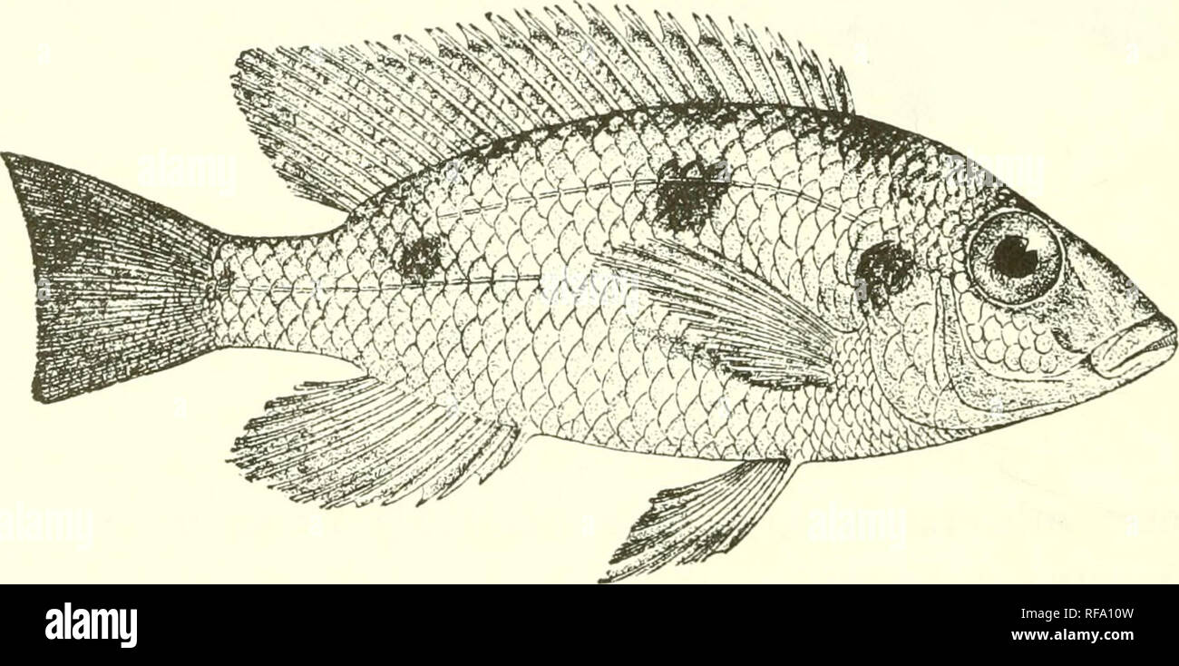 . Catalogue of the fresh-water fishes of Africa in the British Museum (Natural History). Fishes; Freshwater animals. 250 CICHLID.E. regular dark bars, which may be accompanied by large blackish spots; a dark opercular spot; dorsal with oblique dark streaks and rows of small pale spots, or with regular series of ocellar spots between the rays; caudal with small pale spots. Total length 140 millim. Lake Nyassa. 1. Type. L. Nyassa. Sir H. H. Johnston (P.). 2. One of the typp.s of- „ „ C. suhoculans. :5. Ad. „ Capt. E. L. Rhoades (P.). 81. TILAPIA TETRASTIGMA. Chromis tetrast'igma, Giinih. Proc. Z Stock Photo