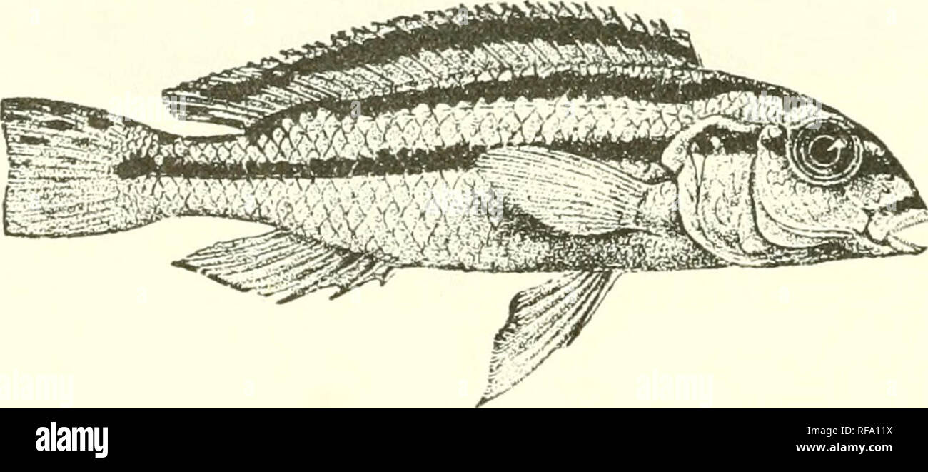 . Catalogue of the fresh-water fishes of Africa in the British Museum (Natural History). Fishes; Freshwater animals. 24G CICHLID.E. 77. TILAPIA AURATA. Chromis auratus, Bouleng. Ann. &amp; Mag. .N. H. (6) xix. 1897, p. 155. Tilapia aiirata, Bouleng. Tr. Zool. Soc. xv. 1898, p. 4, and Proc. Zool. Soc. 1899, p. 137, pi. xii. fig. 3 ; Pellegr. Mem. Soc. Zool France, xvi. 1904, p. 343. Depth of body 3| times in total length, length of head 3^ times. Head twice as long as broad, with strongly curved upper profile ; snout as long as broad, shorter than postocular part of head ; eye 4 times in length Stock Photo