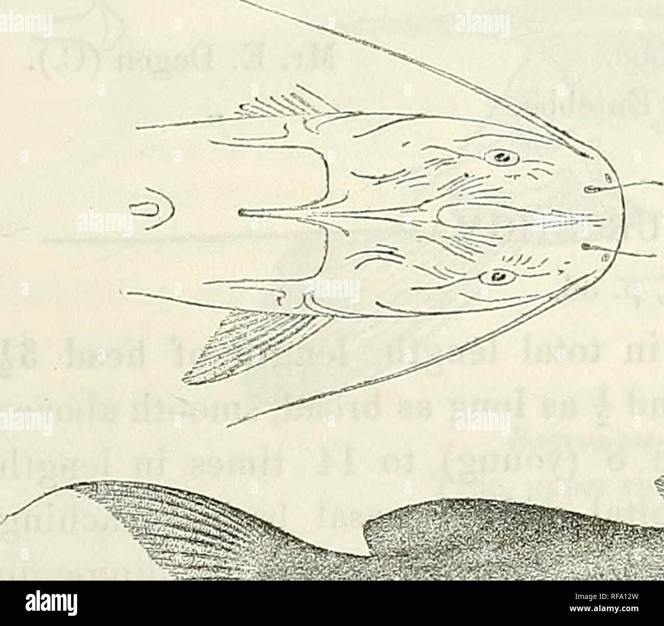 . Catalogue of the fresh-water fishes of Africa in the British Museum (Natural History). British Museum (Natural History); Fishes; Freshwater animals. BAGEUS. ill 82. Ad. 83-85. Hgi &amp; yg. 86. Hot. Moger R. (Blue Nile), Shoa. Ergino R. (Omo). Sagan R. at Won do (L. Abaia). Mr. E. Degen (C). Mr. P. C. Zapliiiq (C.) ; W. N. MacMillan (P.). 4. BAGRUS DEGENI. Bouleng. Ann. &amp; Mag. N. H. (7) xvii. 1906, p. 438, Fish. Nile, p. 331, pi. lis. (1907), and Ann. Mus. Genova, (3) iv. 1909, p. 307. Depth of body 4-| to 5^ times in total length, length of head oj^ to 3f times. Head much depressed, lj Stock Photo