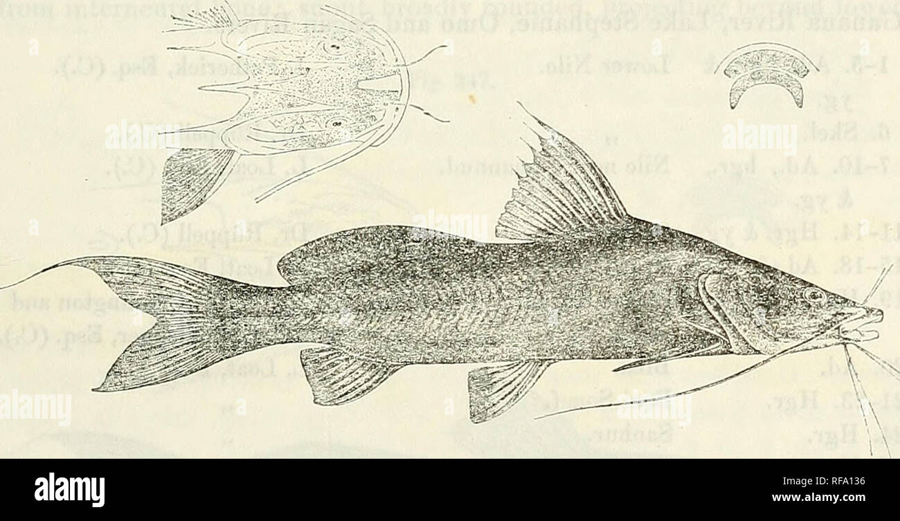 . Catalogue of the fresh-water fishes of Africa in the British Museum (Natural History). British Museum (Natural History); Fishes; Freshwater animals. BAGRUS. 309 Bagvus docmas, Riipp. Besctir. n. Fisclie Nil, p. 5 (1829); Cuv. &amp; Val. Hist. Poiss. xiv. p. 404 (1839); G until. Cat. Fish, v. p. 70 (1804), and Petherick's Tray. ii. p. 228 (1869); Vincig. Ann. Mus. Genova, (2) xix. 1898, p. 245; Bouleng. Fish. Nile, p. 2:57, pi. Iviii. (1907). Depth of body 4 to 5^ times in total length, length of head 3^ to 4 times. Head much depressed, 1 to If times as long as broad, smooth above; occipital Stock Photo