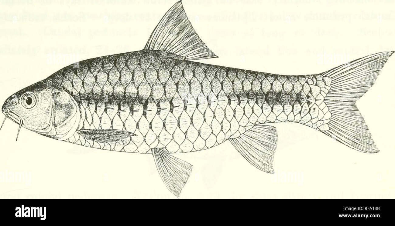 . Catalogue of the fresh-water fishes of Africa in the British Museum (Natural History). Fishes; Freshwater animals. BARBUS. 167 and more intensely black in front and on the caudal peduncle ; all the fins, vertical and paired, bright vermilion. Fig. 144.. Barhus camj^ttacanthus. rernando Po. ^. Total length 155 millira. Niger, Fernando Po, Cameroon, Spanish Guinea.—Types in Leyden Museum. J{. Bonny. 1. Ad. 2. Skel. a-4. Ad. 5-G, Ad. 7-2G. Ad., hor., ^ .yg- 27. Ad. 28-30. Ad. &amp; yo-. 31-82. Ad. &amp; iior. 33-36, 37-40. Ad. &amp; ligr. 41-42. Ad. 43. Har. Fernando Po. N^-oiig W., S. Cameroon Stock Photo