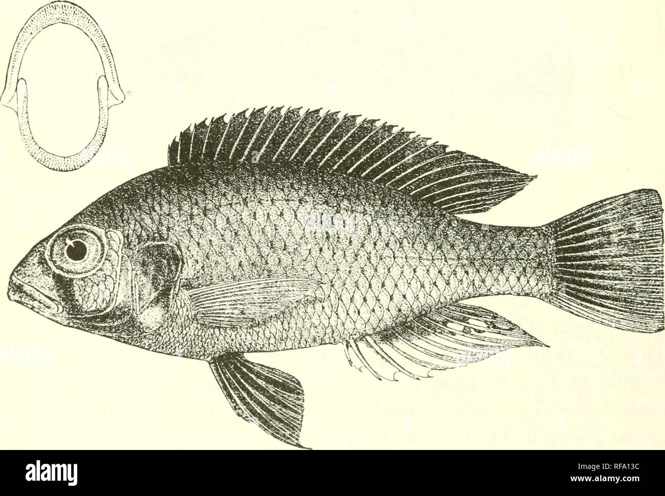 . Catalogue of the fresh-water fishes of Africa in the British Museum (Natural History). Fishes; Freshwater animals. 240 CICIILID.E. latter sometimes with one or two orange ocellar spots in tlie posterior part; ventral fins yellow in the females, black in the males. Total length 110 millim. Lakes Victoria and Albert Edward. 1-7. Types. Bunjako. 8. Yg. Kisumu Bay, KavironJo, 9-12. Ad. L. Albert Edward. Mr. E. Degen (C). A. Blayney Percival, Esq. (P.). Dr. H. Schiibotz (C.) ; German C. African Expedition. 72. TILAPIA BAYONI. Bouleng. Ann. Mus. Genova, (3) v. 1911, p. 72, pi. iii. fig. 2. De[)tli Stock Photo