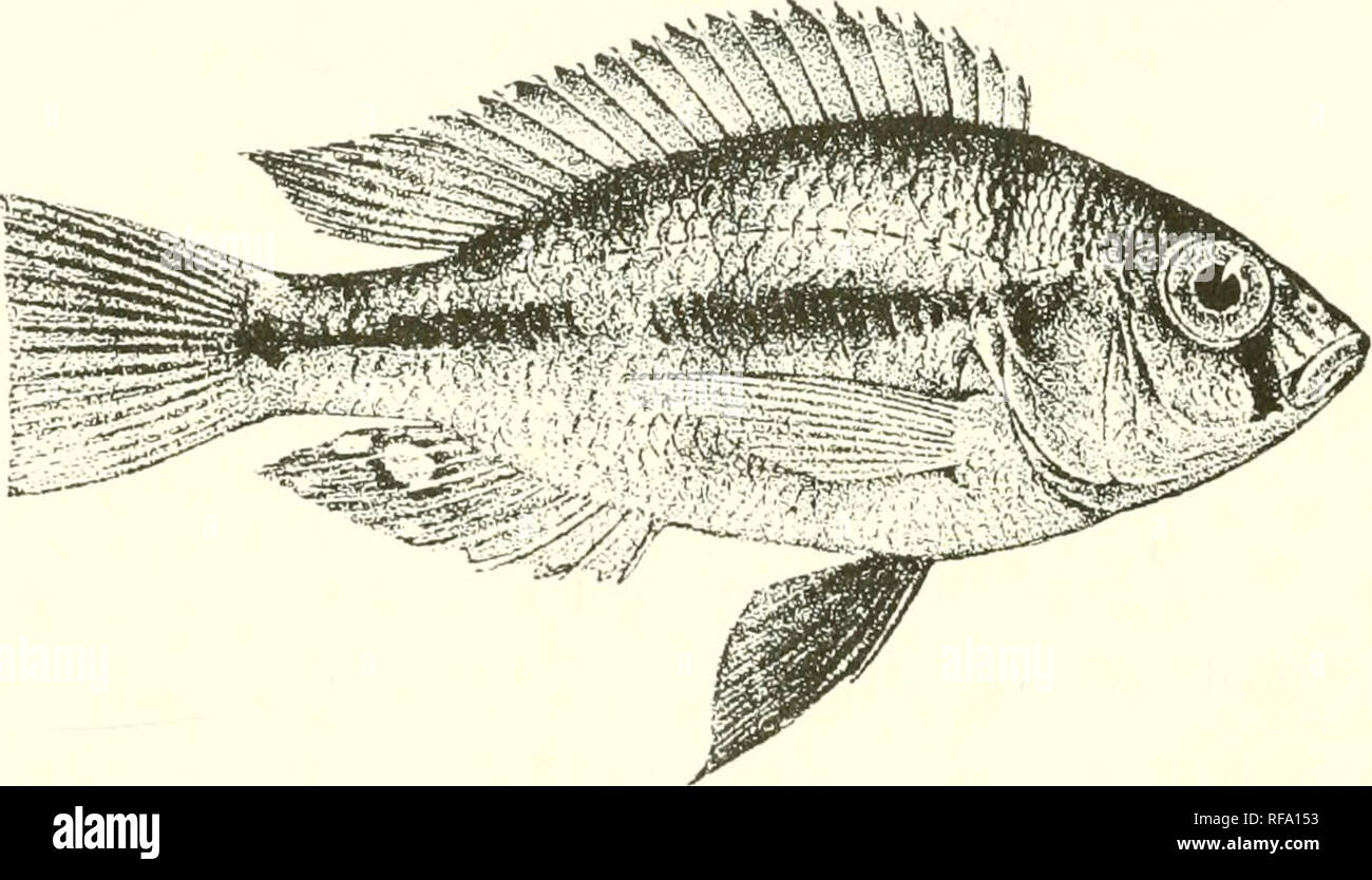 . Catalogue of the fresh-water fishes of Africa in the British Museum (Natural History). Fishes; Freshwater animals. 234 CICHLID.E. G7. TILAPIA LACRIMOSA. Bouleng. Ann. &amp; Mao-. N. H. (7) xvii. 1906, p. 450, Fish. Nile, p. 515, pi. xci. fig. 3 (1907), and Ann. Mus. Geneva, (3) v. 1911, p. 73. Depth of body 2^- to 3 times in total length, length of head 3 to 3y times. Head 2 to 2J times as long as broad, snout with straight or slightly convex upner profile, as long as broad, or a little broader than long, as long as eye, which is 3 J to 3^ times in length of head, equals interorbital width,  Stock Photo
