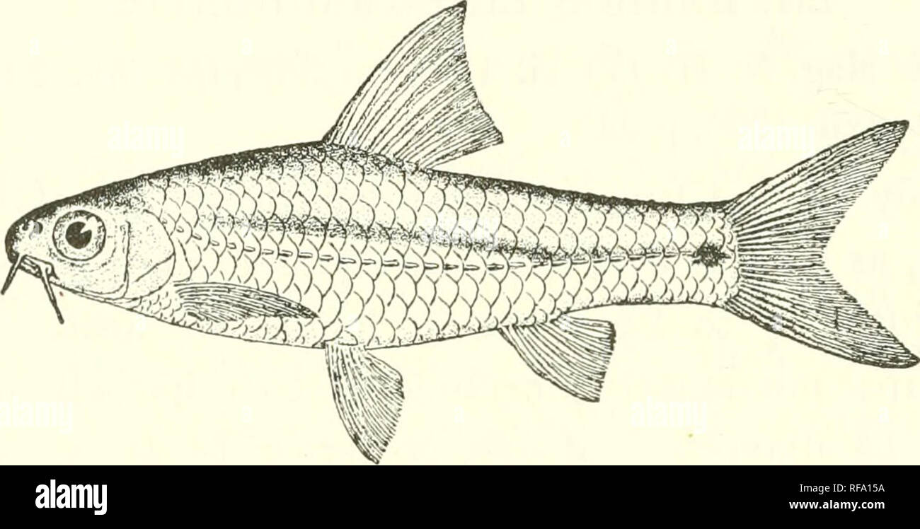 . Catalogue of the fresh-water fishes of Africa in the British Museum (Natural History). Fishes; Freshwater animals. 160 CTPRJNID.1^.. 155. BARBUS INNOCENS. Pfeff. Thierw. O.-Afr., Fische, p. &amp;6 (1896) ; Hilgend. &amp; Pappeuh. Sitzb. Ges. naturf. Fr. Berl. 1903, p. 270. Depth of body equal or nearly equal to length of head, 4 to 4J times in total length. Snout rounded, shorter than eye, which is 3 to 3J times in length of head ; interorbital width 2f to 3 times in length of Fig. 137.. Barhus innoceiis. L. Nyassa. head; mouth small, inferior; lips feebly developed; two barbels on each side Stock Photo