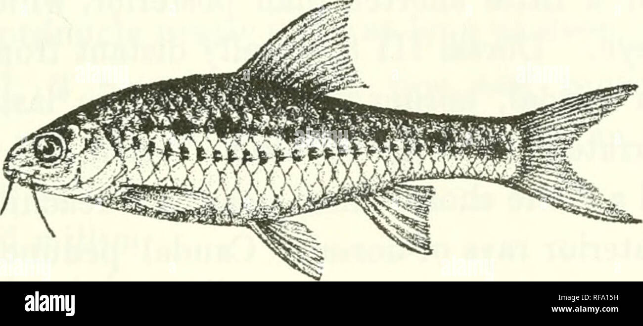 . Catalogue of the fresh-water fishes of Africa in the British Museum (Natural History). Fishes; Freshwater animals. BAEBUS. 159 black spot at the base of the caudal; a lateral series of small black dots may be present. Total length 70 millim. Angola, Transvaal, Zululand, Natal.âType in Vienna Museum. 1-5. Hgr. &amp; yg. Bange Ngola, Angola. Dr. W. J. Ansorge (C). 0. Ad. Elcbelelilwami, Zululand. Dr. E. Warren (P.). 7-i;5. Ilgr. &amp; yg. Durban, Natal. â Col. Bowker (P.). 151. BAHBUS LINEOMACULATUS. Boulcng. Ann. &amp; Mag. N. H. (7) xi. 1903, p. 53, pi. v. fig. 3; Hilgend. Zool. Jahrb., Syst Stock Photo