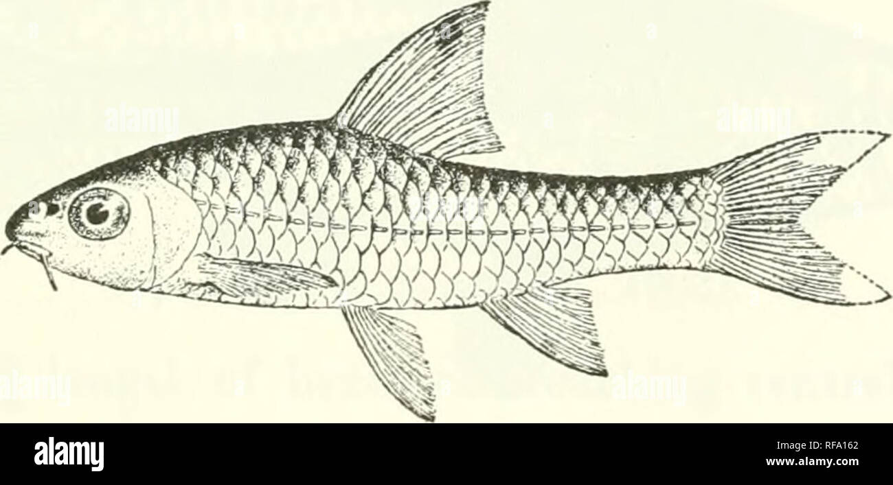 . Catalogue of the fresh-water fishes of Africa in the British Museum (Natural History). Fishes; Freshwater animals. BARBUS. 157 the dorsal scales darker at the base; a black straight lateral band, from the end of the snout, through the eye, to the base of the caudal; fins white, dorsal greyish in front. Total length 85 millim. Liberia, Gold Coast, Old Calabar.—Type in Leyden Museum. 1-10. Ad. &amp; hgr. Kotchwah R., Gold Coast. R. B. N. Walker, Esq. (P.). Infoan, Gold Coast. 11-17. Hgr. &amp;yg. 18-21. Hgr. 22-25. Ad. &amp; hgr. 2G. Ad. Akropong, „ Atesu R., „ AtaiyoR. (01(1 Calabar) at Oban, Stock Photo