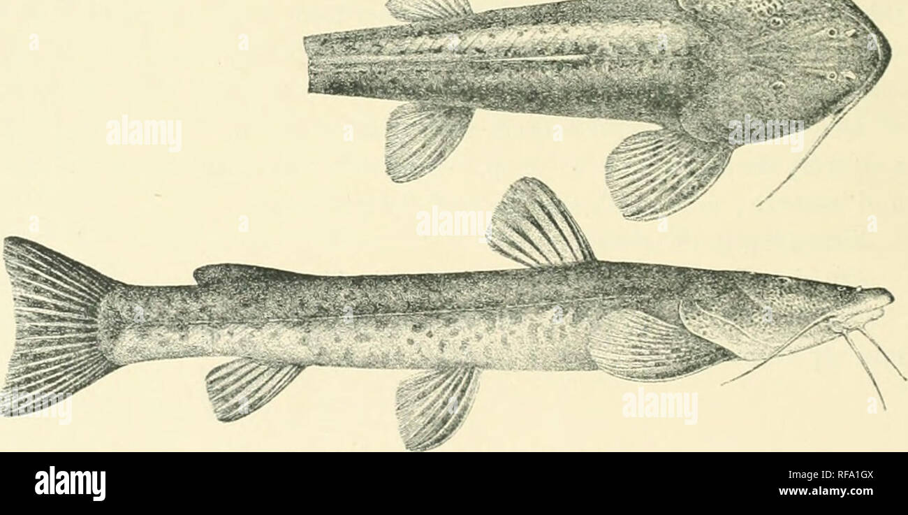 . Catalogue of the fresh-water fishes of Africa in the British Museum. Freshwater fishes. 306 ADDENDA, VOL. II. 21). AMPHILIUS, (Itlir. Ill the definition of llie genus, the statement as to the aii-bl;idder is to be corrected. The air-bladder is absent. 2. AMl'UlIdUS (iliANDIS, Blgr, 8ii' A. B. Pcrcivnl, Es.]. (I'.). Add :â 17. Ad. Nairobi. 8ii-F. J. Jackson (!'.) JS. xVd. Eiisso Nviro, below I'idl.s. â 2a. AilPHILIUS 0XYIJHINU8. Bonleng. Proc. Zool. Soc. 1'.I12. p. 071, pi. Ix.^ix. Depth of body 6 times in total length, length of head 3| times. Head much depressed, slightly longer than broad  Stock Photo