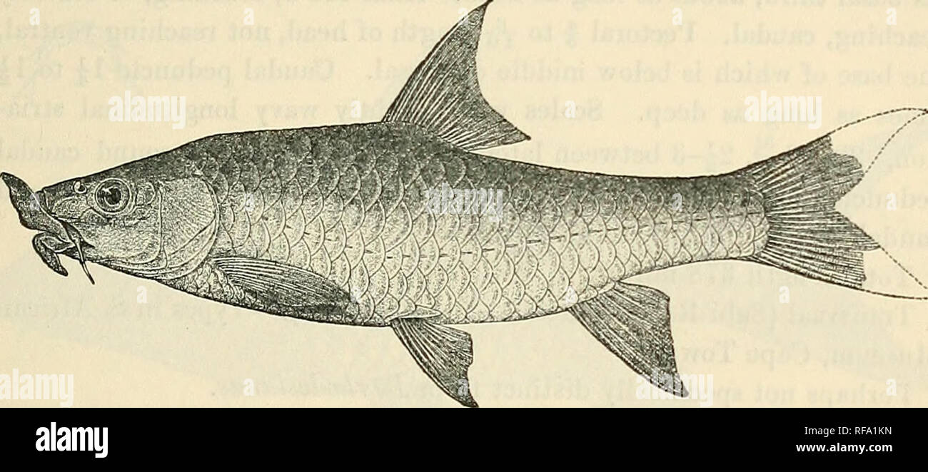 . Catalogue of the fresh-water fishes of Africa in the British Museum (Natural History). British Museum (Natural History); Fishes; Freshwater animals. CYPRINlDvE. 243 79 a. BARBUS GUNNINGII. Gilchrist &amp; Thompson, Ann. S. Afr. Mus. xi. 1913, p. 391, fig. Depth of body 34- to 3f times in total length, length of head 3| to 34, times. Snout obtusely pointed, not projecting beyond mouth, 2£ to 2f times in length of head, eye 5 to 5| times, interorbital width 2-f to 3 times ; mouth subinferior, its width 2| to 3 times in length of head; both lips greatly developed, each more or less strongly pro Stock Photo