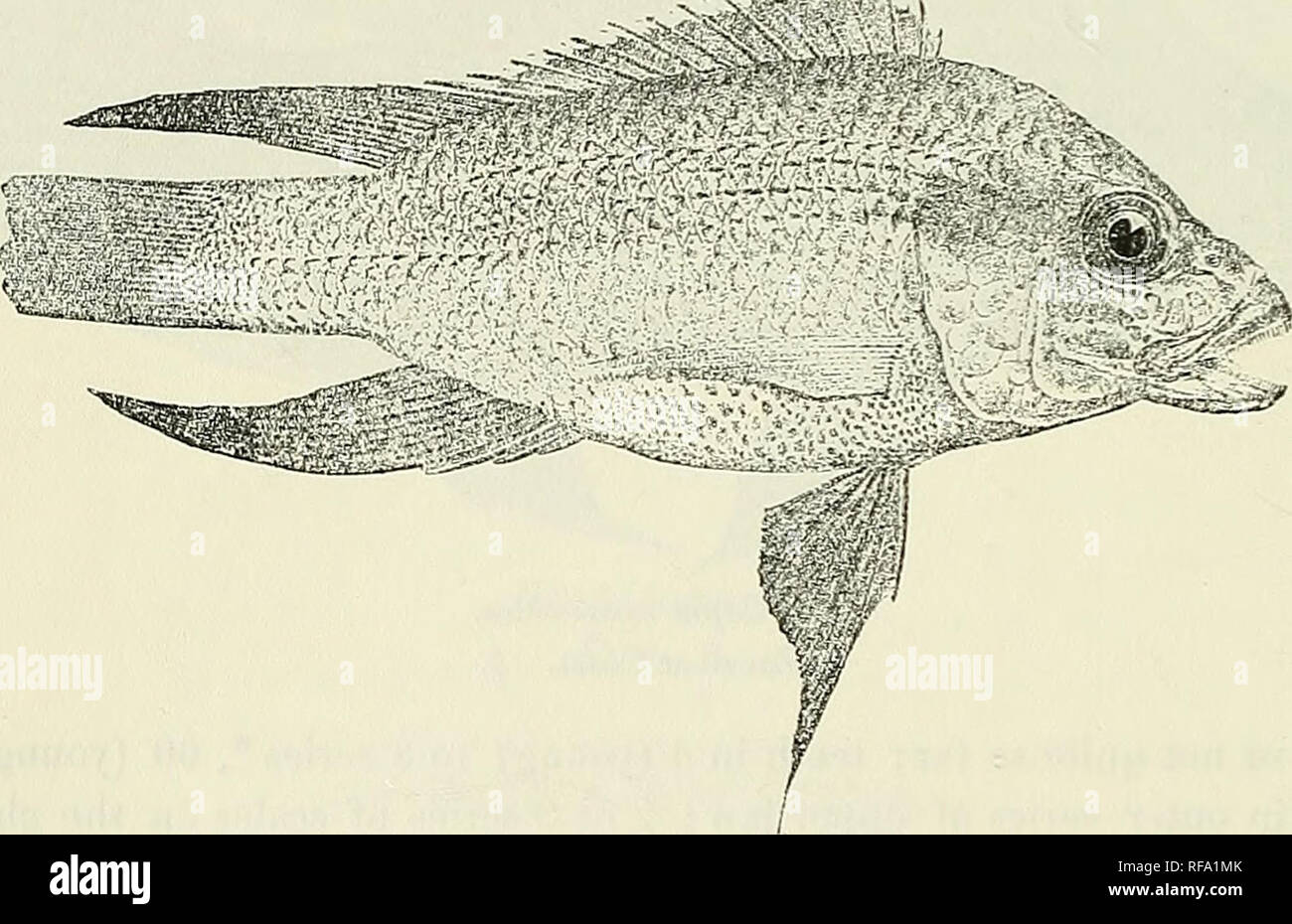 . Catalogue of the fresh-water fishes of Africa in the British Museum (Natural History). British Museum (Natural History); Fishes; Freshwater animals. 156 CICHLID^E. 30—33 -jaEis; Literal lines ,^5. Brownish, olive, or blackish; vertical fins and ventrals blackish; dorsal and caudal edged with yellowish (red]). Total length 360 millira. East Africa to Natal. Types in Berlin Museum. 1-2. Ad. 3-4. Two of the types. 5. Ad. G. A J. 7. Ad. 8. Ad. Zanzibar Coast. Zambesi. Upper Shire R. Koso Bay, Zulnland. Durban. Sir J. Kirk (P.). Prof. W. Peters (P.). Dr. Percy Rendall (C.) ; Sir H. li. Johnston ( Stock Photo