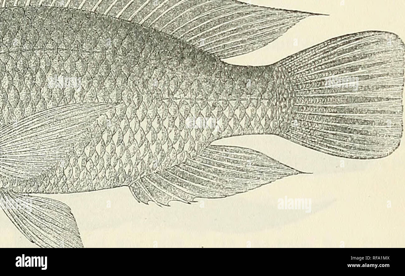 . Catalogue of the fresh-water fishes of Africa in the British Museum (Natural History). British Museum (Natural History); Fishes; Freshwater animals. TILAPIA. 155 Tilapia mossambica, Bouleng. Tr. Zool. Soc. xv. 1898, p. 4, and Proc. Zool. Soc. 1899, p. Ill ; Pellegr. Mem. Soc. Zool. France, xvi. 1904, p. 309. Tilapia dumerili, Bouleng. Proc. Zool. Soc. 1899, p. 116 ; Pellegr. t. c. p. 317. Depth of body 1 to 2f times in total length, length of head 2§ to 3 times. Head If to 2 times as long as broad, with concave upper profile; snout rounded, as broad as or a little broader than long, as long Stock Photo