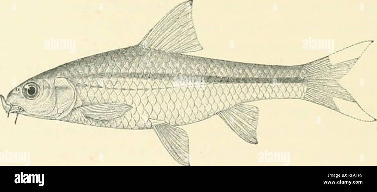 . Catalogue of the fresh-water fishes of Africa in the British Museum. Freshwater fishes. 262 ADDENDA, VOL. IT. 146 a. BARBUS UROT.KMIA. Bouleng. Rov. Zool. AtV. ii. 1913, p. 158. Depth of body equal to length of head, 'i to o^ times in total length. Snout rounded, hardly as long as eye, which is 3 times in length of head and equals interorbital width; mouth small, inferior; lips feebly developed; two barbels on each side, anterior -3 diameter of eye, posterior |. Dorsal IV 9, equally distant from eye and from caudal, border feebly cmarginate ; last simple ray not enlarged, flexible, a little Stock Photo