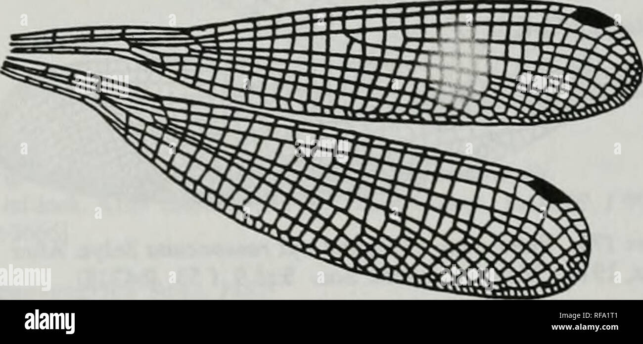 . Catalogue of the family-group, genus-group and species-group names of the Odonata of the world. Odonata; Odonata; Dragonflies; Dragonflies; Damselflies; Damselflies. Figure 166. Wings of Nesolestes martini Schmidt. After Belyshev &amp; Harilonov, 1978. Determiner of Dragonflies :267, f 194-2 [b0695] Neuragrion Karsch, 1891 Neurolestes Selys, 1882 Figure 167. Hind wing of Neurolestes trinervis Selys. After Munz, 1919. Mem. amer. enL Soc 3:pl 10, f 62 (b43281 Neurolestes Selys, 1882. Figure 168. Wings of Neurolestes trinervis Selys. After Fnser, 1955. Ptoc. R. enu Soc. Uwid. (B)24:139, f2 [b23 Stock Photo