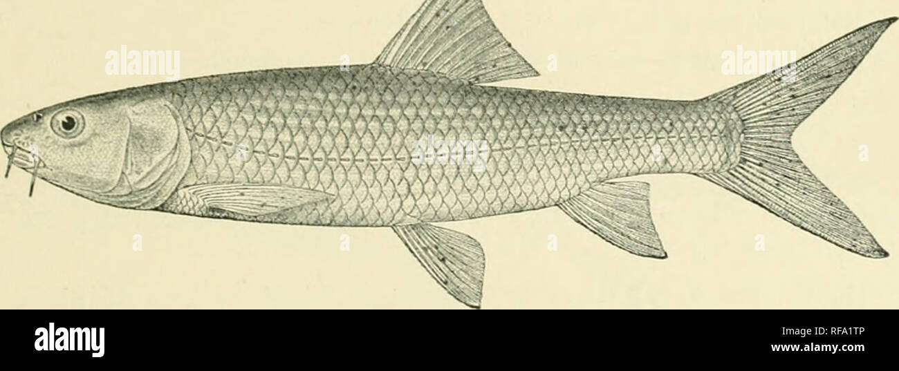. Catalogue of the fresh-water fishes of Africa in the British Museum. Freshwater fishes. CTPElNlD.i: 241 71.(. HAiaiUS SEEUEUI. Gilchrist .t Thompson, Ann. S. Afr. iMus. xi. 1013, p. 3y;i, fipj. ])e[)th of body oh to 4^ times in total length, length of head 3 to 4 times. Snout rounded, feebly projecting beyond mouth, 2^ to 3^ times in length of head ; eye supero-lateral, 4^ to 5 times in length of head, interorbital width 3j to 4 times; lips moderate, lower inter- rupted t)n chin ; two barbels on each side, posterior tlie longer, ^ to as long as eve. Dorsal IV 9, equally distant from occiput  Stock Photo