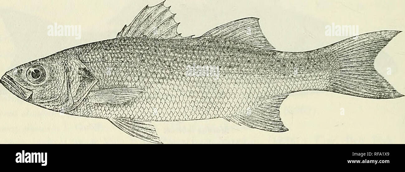 . Catalogue of the fresh-water fishes of Africa in the British Museum (Natural History). British Museum (Natural History); Fishes; Freshwater animals. 101 SEERAXID.F. Doderl. Man. Ittiol. Medit. iv. p. 23 (1889) ; Bellotti, Atti Soc. Ital. Sc. Nat. xxxiii. 1891, p. 121. Labrax orientalis, Giintli. 1. c. Lahrax schoenleinii, Peters, Mori. Berl. Ac. 1865, p. 95, and 1866, p. 512. JJicentrarcluis orientalis, Jord. &amp; Eigenm. Bull. U.S. Fish. Coinm. viii. 1890, p. 425. Dicentrarclius punctatus, Jord. &amp; Eigenm. t. c. p. 426. Morone punctata, Bouleng. Cat. Fish. i. p. 131 (1895), and Fish. Ni Stock Photo