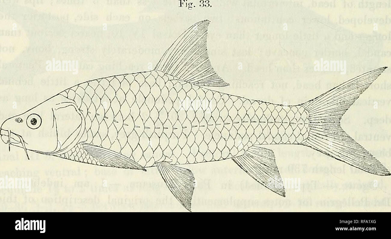 . Catalogue of the fresh-water fishes of Africa in the British Museum (Natural History). British Museum (Natural History); Fishes; Freshwater animals. -34 CYPKIMD^. 34. BARBUS KRAPFI, sp. n. Depth of body 3 to 3^ times in total length, length of head 34; to 3f times. Snout rounded, 3-J to of times in length of head; eye 3J (young) to 5^ times in length of head, inteiorbital width 3 times; mouth inferior ; lips well developed, lower continuous across the chin ; two barbels on each side, anterior 1 to 1-| diameters of eye, posterior 14; to 14; (not longer than eye in young). Dorsal 1II-IV 9 (rar Stock Photo